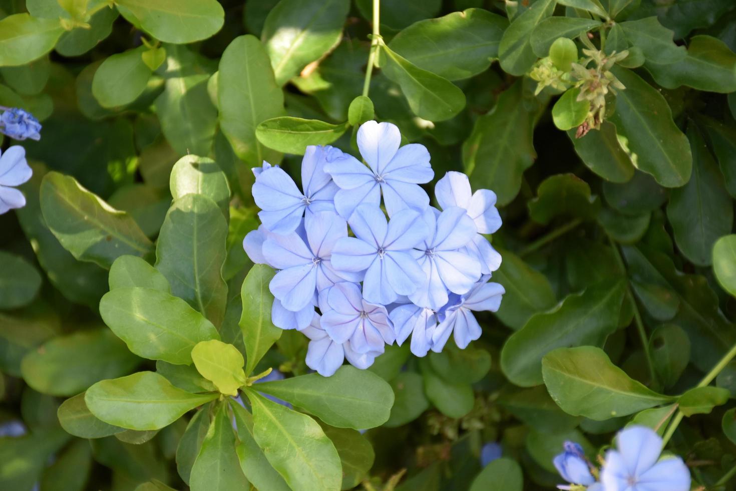 Phlox is a genus of 67 species of perennial and annual plants in the family Polemoniaceae. photo