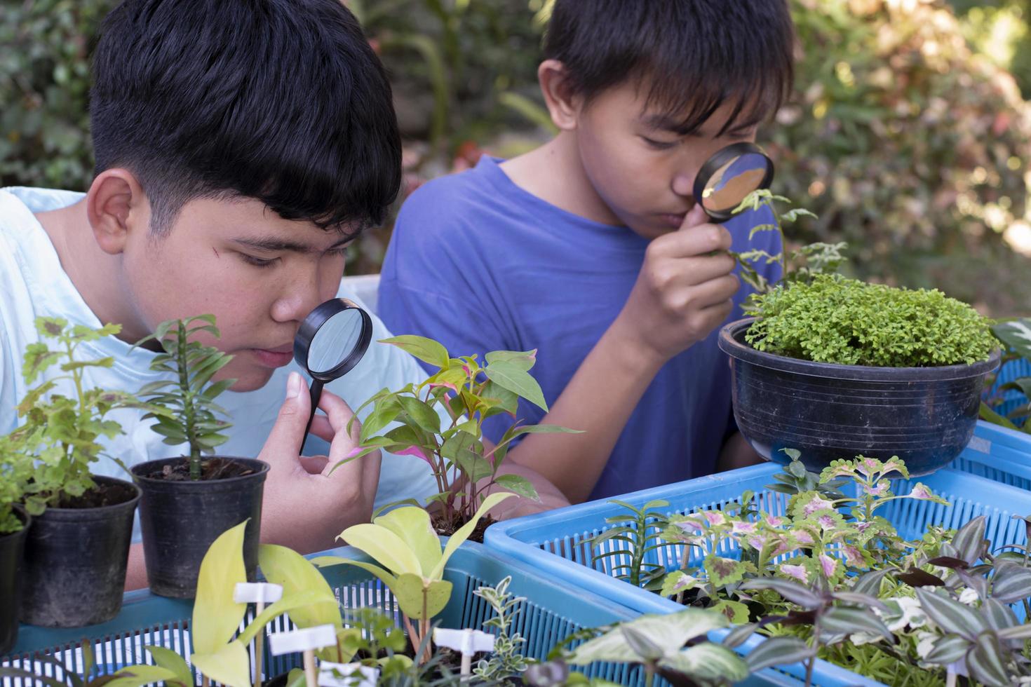 un grupo de jóvenes asiáticos sostiene una lupa y plantas en macetas y mira a través de la lente para estudiar especies de plantas y hacer proyectos, concepto de aprendizaje en el aula al aire libre, enfoque suave y selectivo. foto