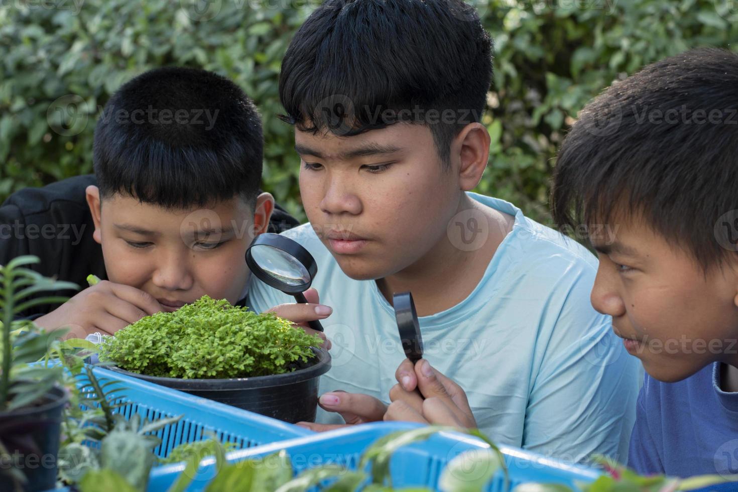 Group of young asian boy holds magnifying glass and potted plants and looking through the lens to study plant species and do project work, outdoor classroom learning concept, soft and selective focus. photo