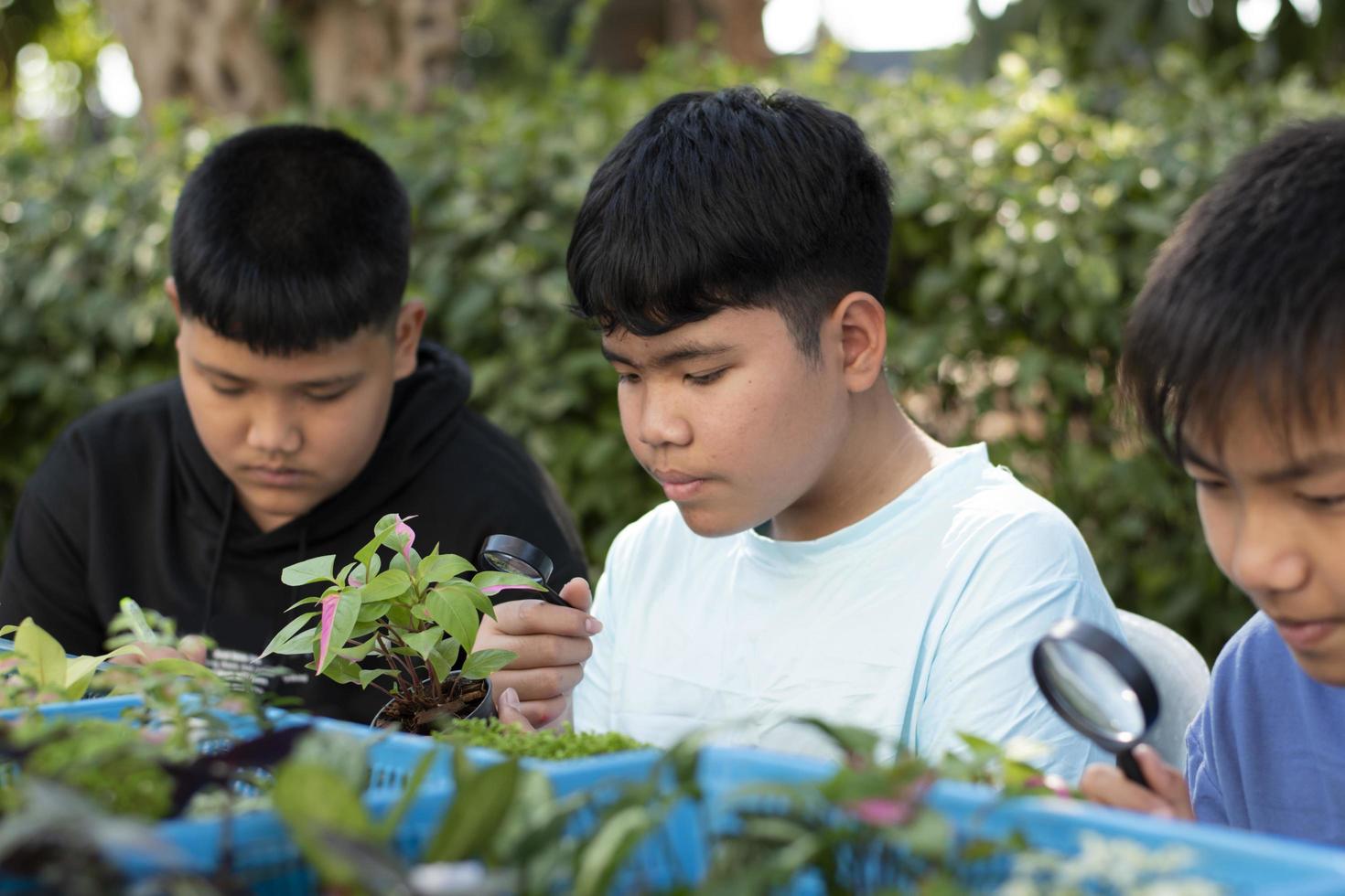 Group of young asian boy holds magnifying glass and potted plants and looking through the lens to study plant species and do project work, outdoor classroom learning concept, soft and selective focus. photo