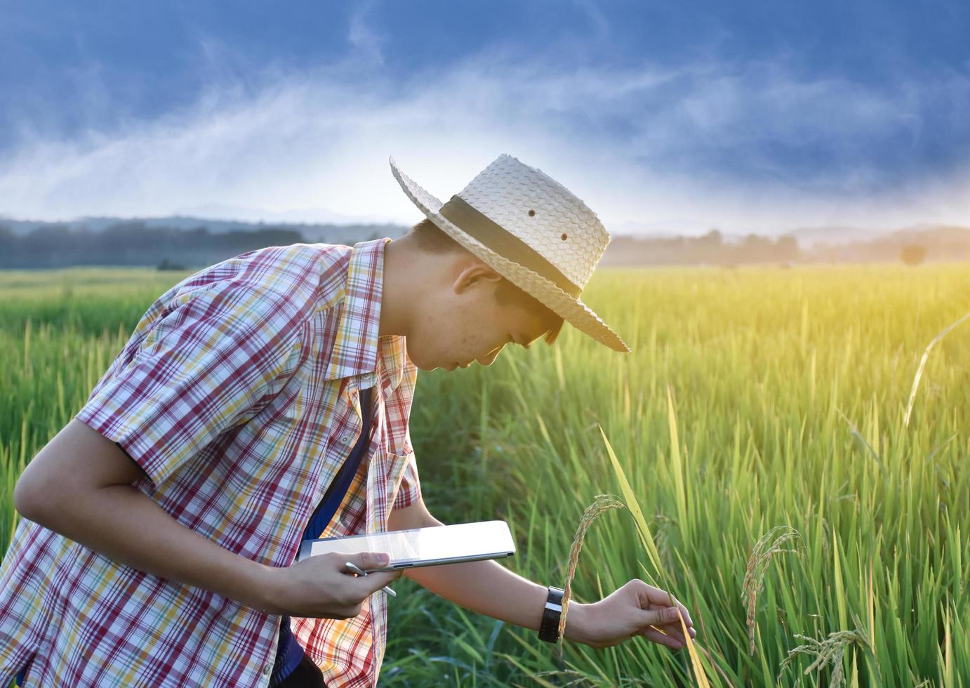 un adolescente asiático con camisa a cuadros lleva sombrero, se inclina y sostiene una espiga de arroz para comprobar la calidad del arroz y almacenar detalles en su tableta en el campo de arroz local, proyecto de arroz de los niños. foto