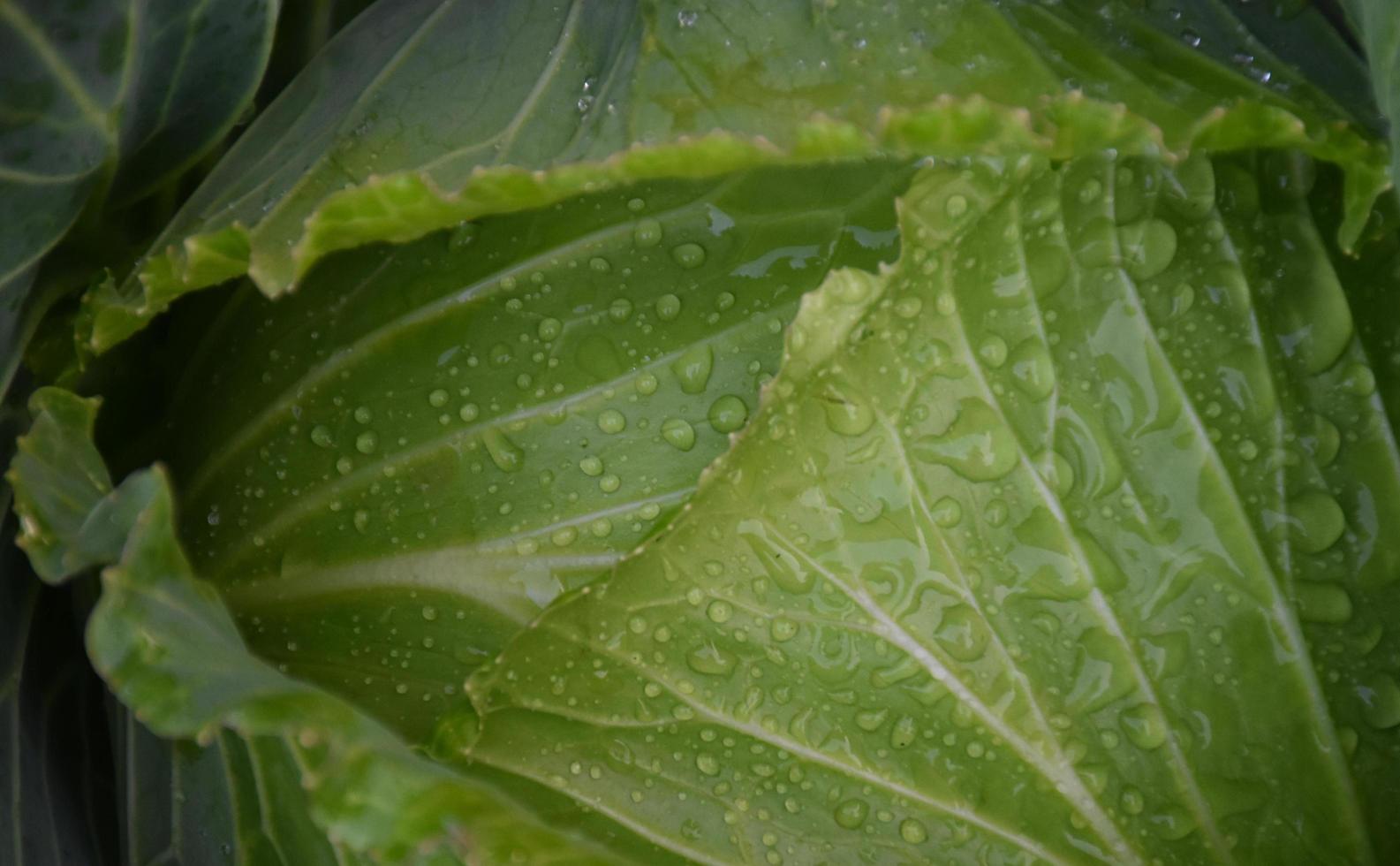 cabbage head which is a household agriculture of Thai people. Thai people like to plant around their house. photo