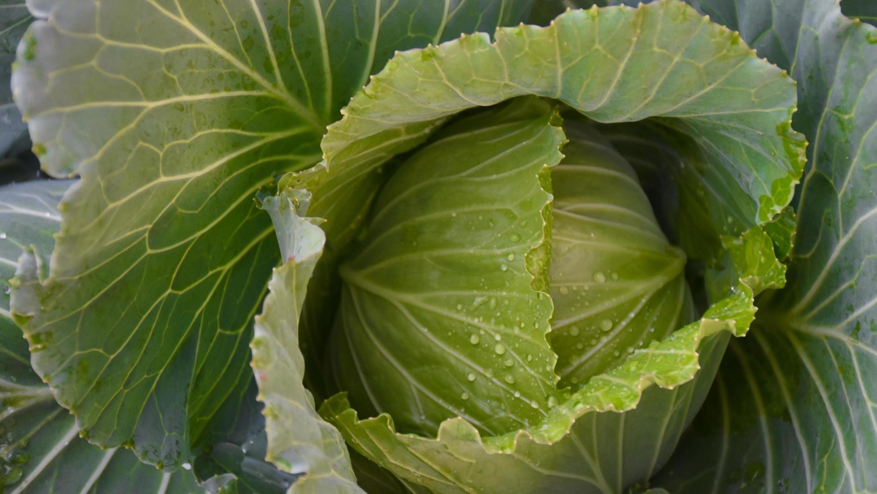 cabbage head which is a household agriculture of Thai people. Thai people like to plant around their house. photo
