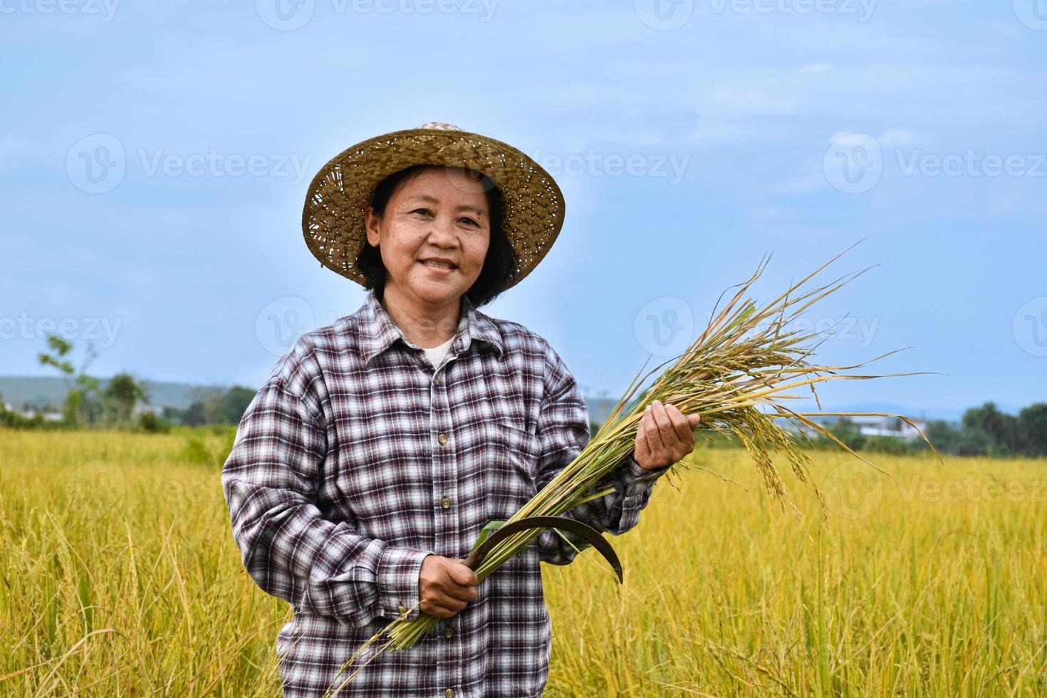 Portrait of an elderly Asian woman farmer is holding a bouquet of riceear and standing near her rice paddy field happily. Healthy life and happy life after retirement concept. photo