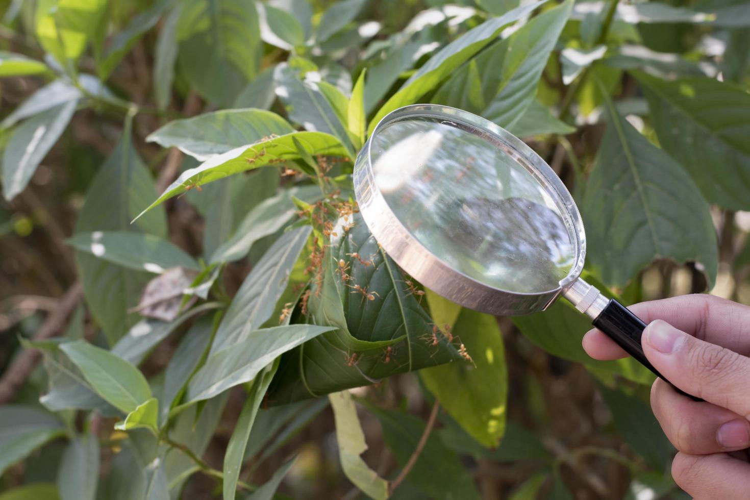 Soft focus of magnifying glass holding in hand of young asian boy to look red ants on nets cafefully to collect and store insects information while doing school project work. photo