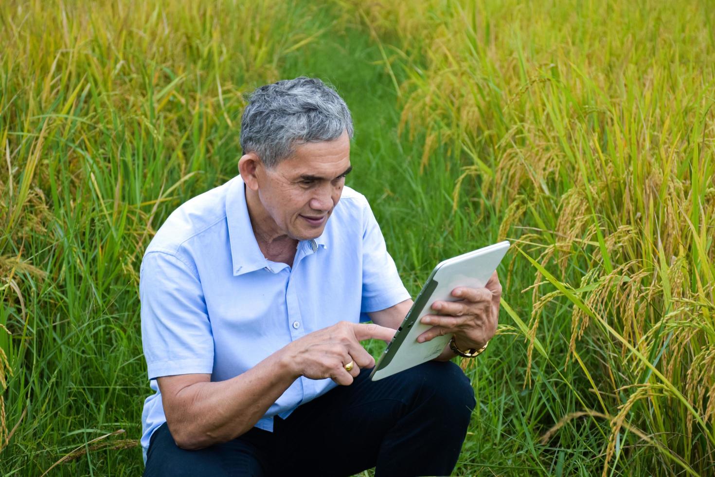 Asian elderly male holds tablet and using it to take photo earrice and storing rice growing in the middle of rice paddy field, soft focus.
