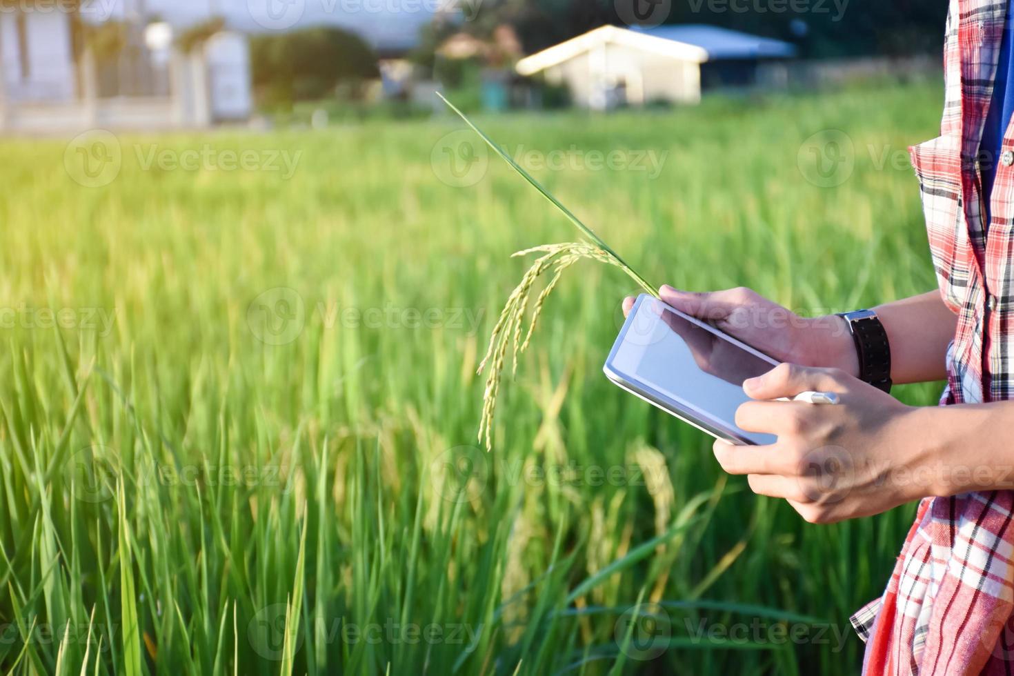 un joven adolescente asiático con camisa a cuadros lleva sombrero, se inclina y sostiene una espiga de arroz para recopilar información sobre el cultivo y examinarla en una tableta en la mano al final de la tarde en una granja de arrozales. foto