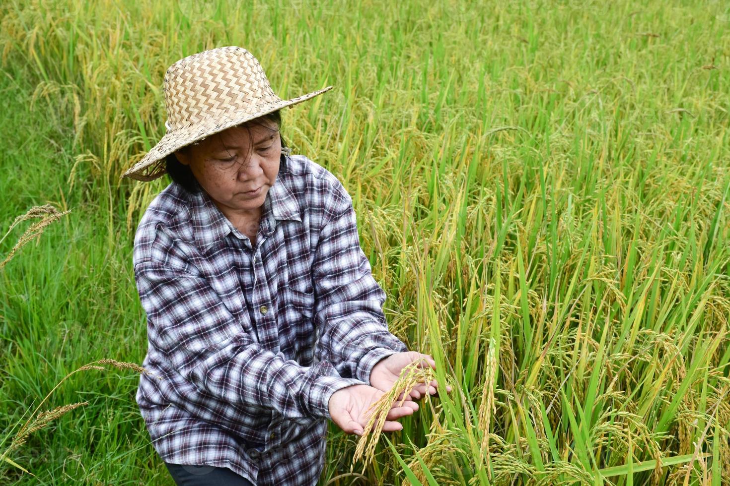 Portrait of an elderly Asian woman farmer is holding a bouquet of riceear and standing near her rice paddy field happily. Healthy life and happy life after retirement concept. photo