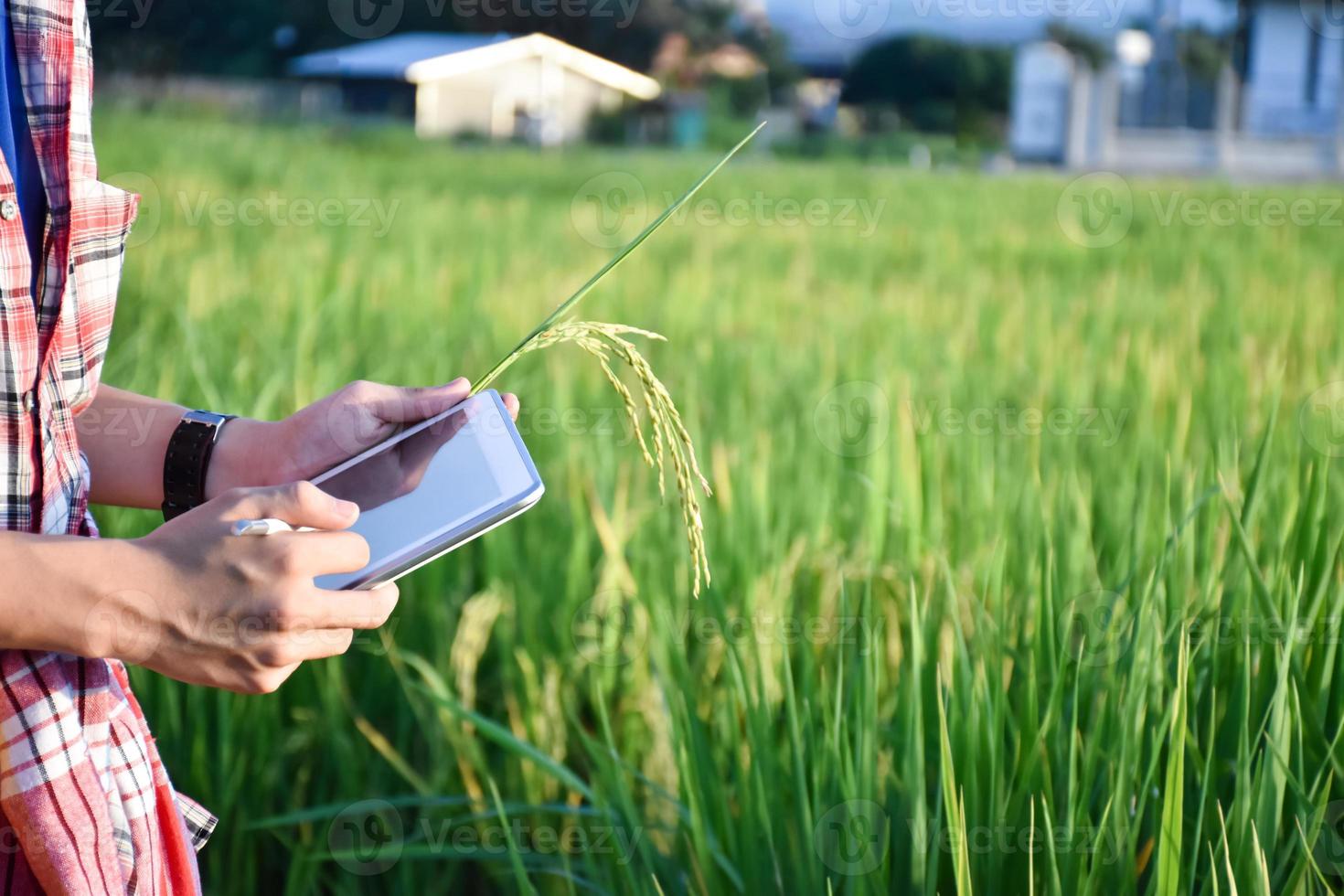 un joven adolescente asiático con camisa a cuadros lleva sombrero, se inclina y sostiene una espiga de arroz para recopilar información sobre el cultivo y examinarla en una tableta en la mano al final de la tarde en una granja de arrozales. foto