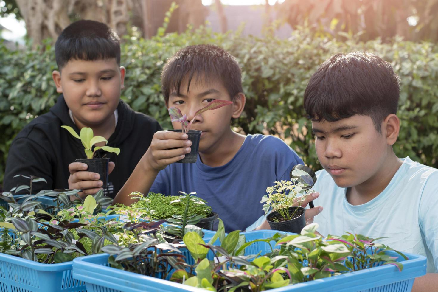 Group of young asian boy holds magnifying glass and potted plants and looking through the lens to study plant species and do project work, outdoor classroom learning concept, soft and selective focus. photo