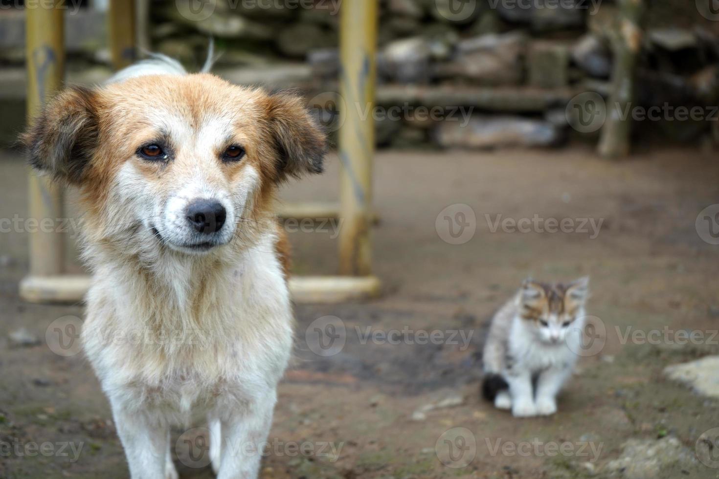 el pequeño gatito y el perro son dos mejores amigos foto