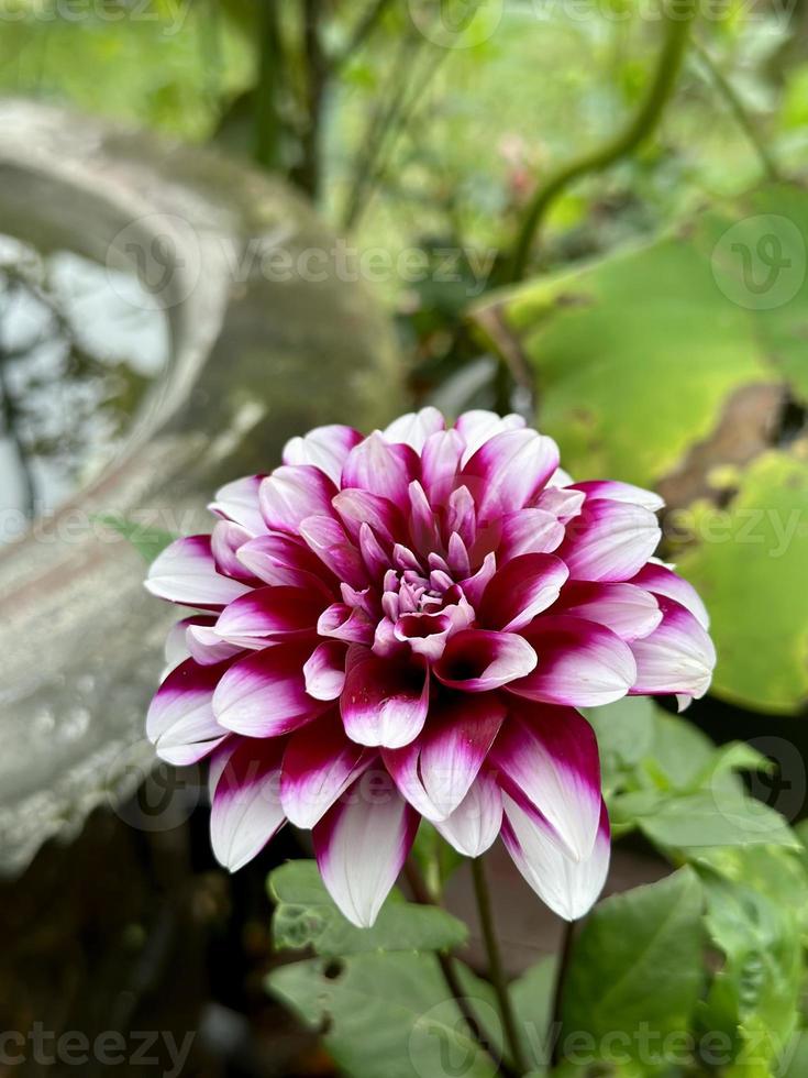 flor de dalia púrpura roja blanca con hoja verde foto