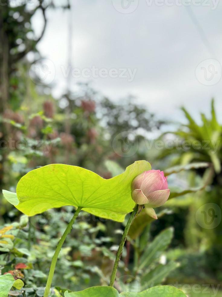 flor de loto rosa con hoja verde foto