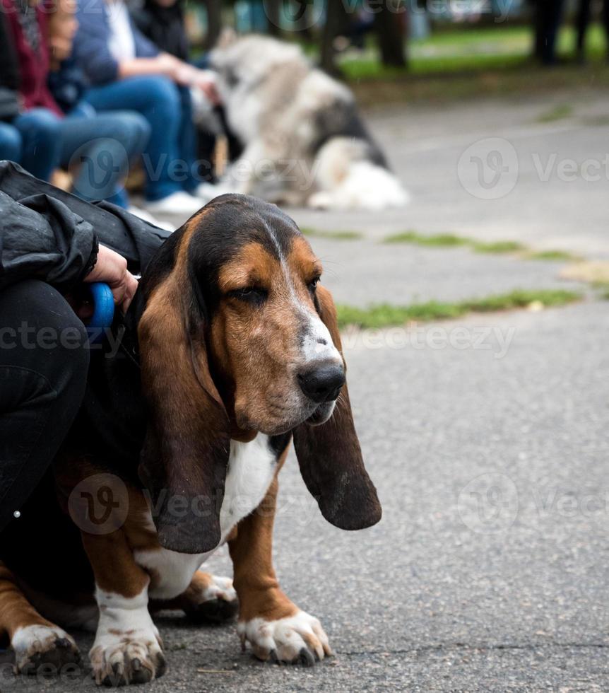 brown Basset Hound sits on the asphalt photo