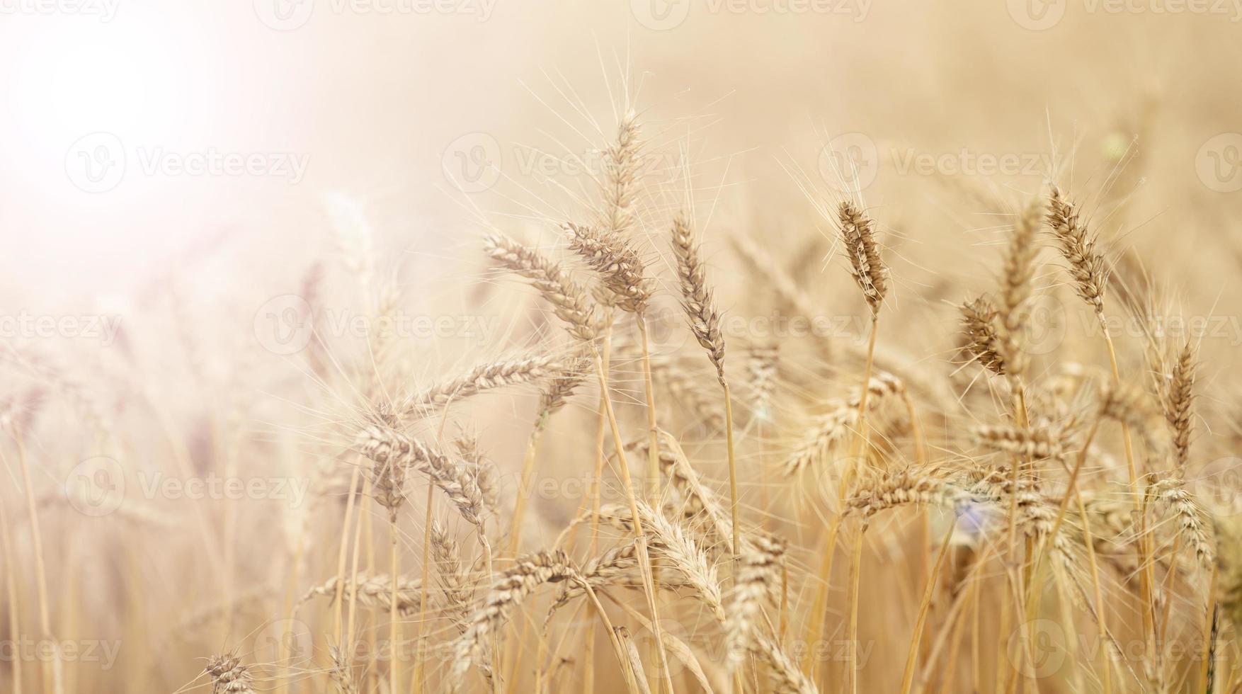 field with growing yellow ripe wheat on a summer day. Bright rays of the sun photo