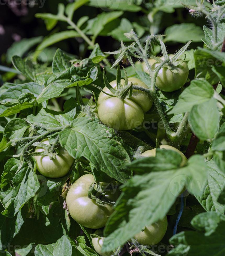 arbusto con tomates verdes en el jardín foto