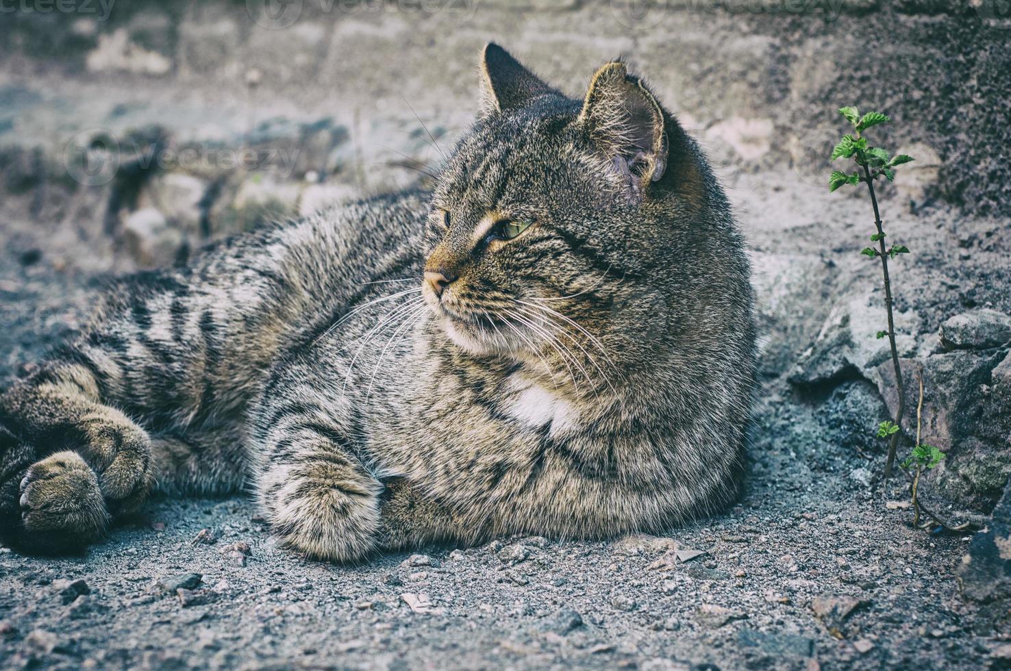 el gato gris está tirado en el suelo foto