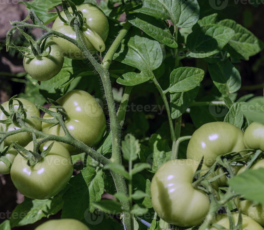 bush with green tomatoes in the garden photo