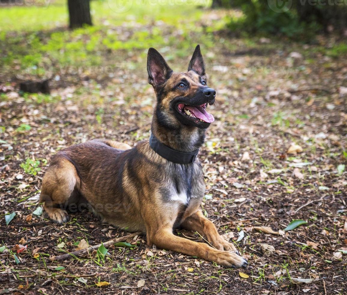 Belgian Shepherd Malinois lies on the green grass photo