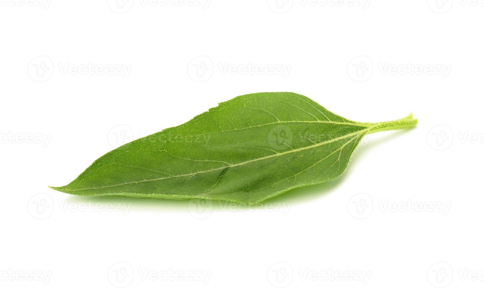green sunflower leaf isolated on white background photo