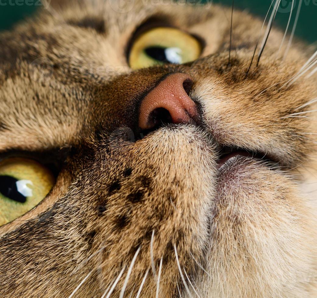 Portrait of an adult straight-eared Scottish gray cat, animal looks at the camera photo