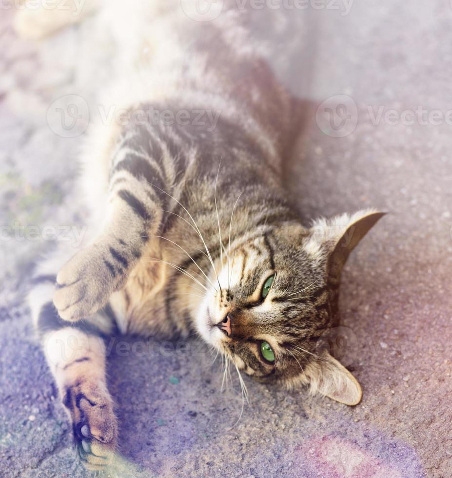 gato gris con ojos verdes yace sobre el asfalto gris foto