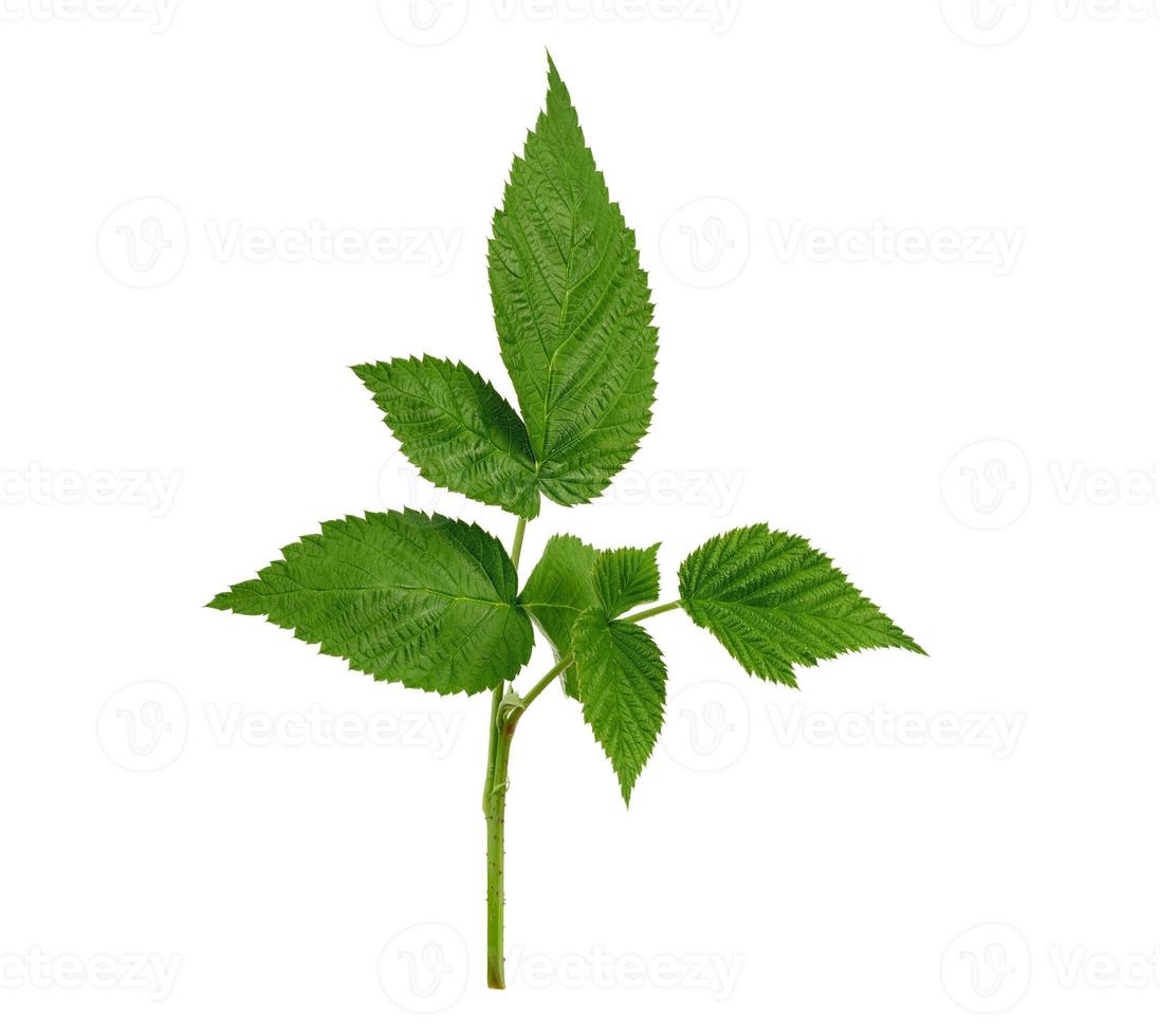 raspberry branch with a green stem and leaves on a white background photo