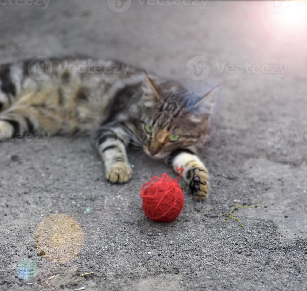 joven gato rayado gris foto