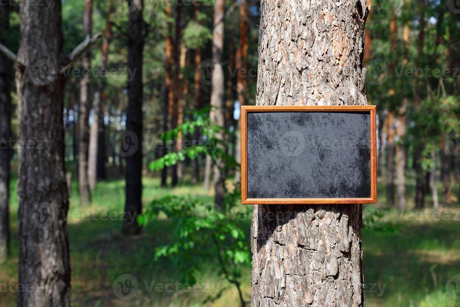 empty black chalk board hangs on the trunk photo