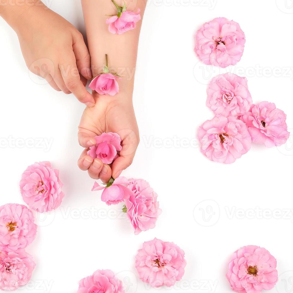 two hands of a young girl with smooth skin and pink rose on a white background photo