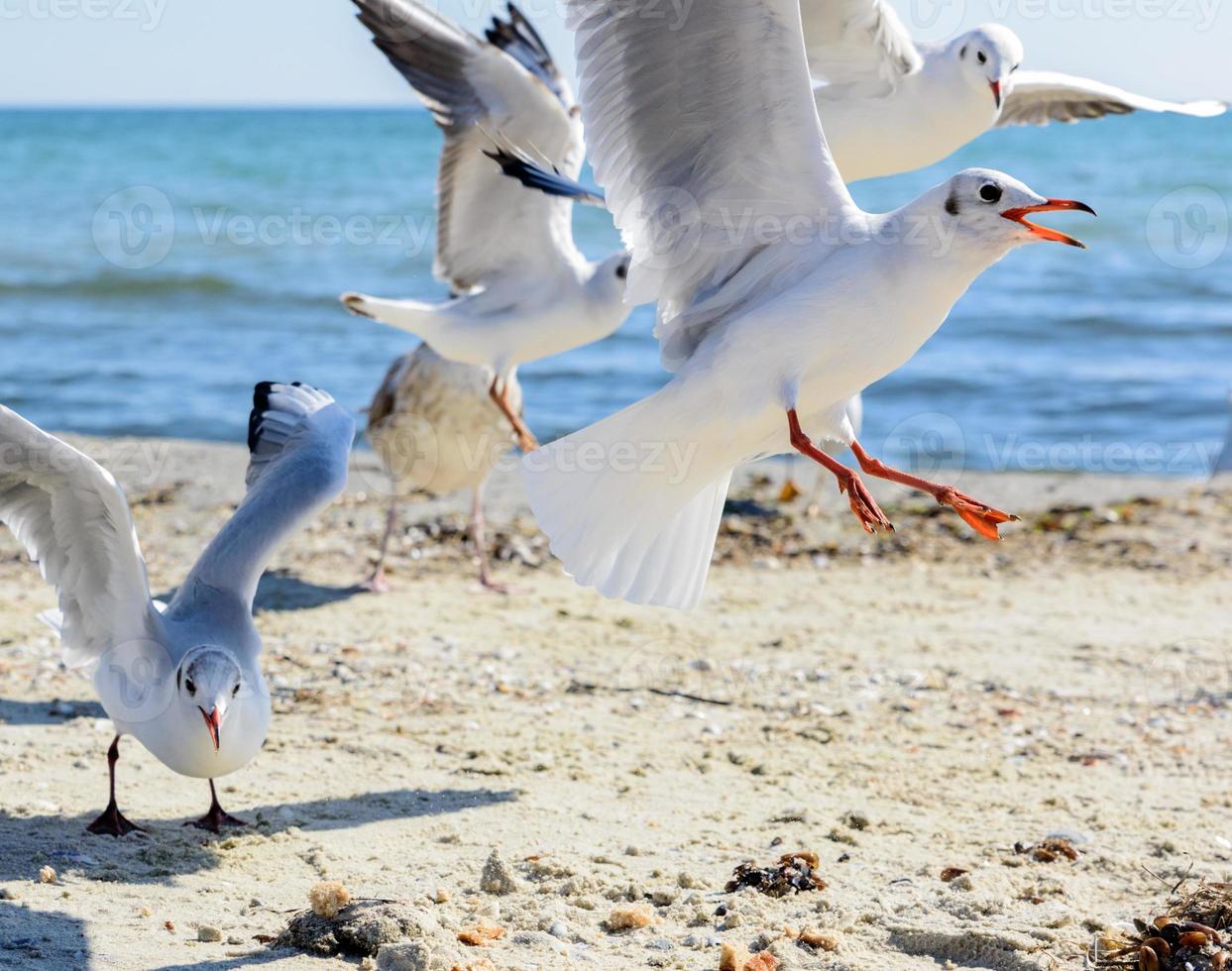 flock of seagulls on the beach photo