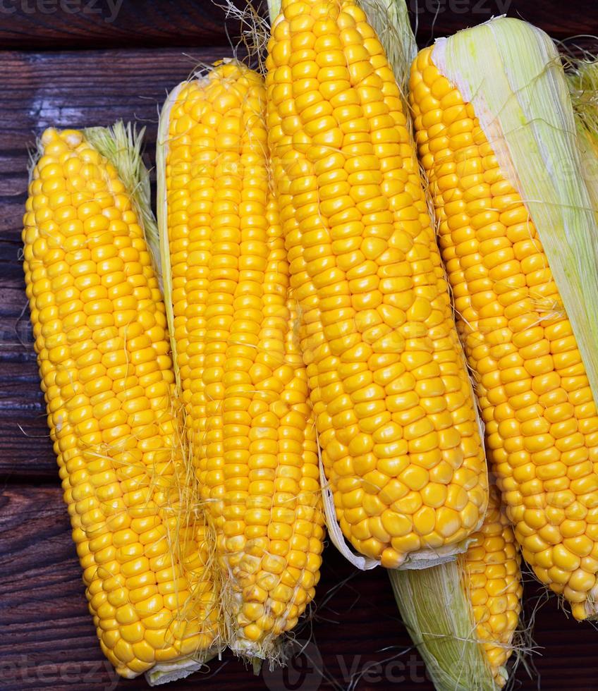 Pile of fresh corn cobs photo