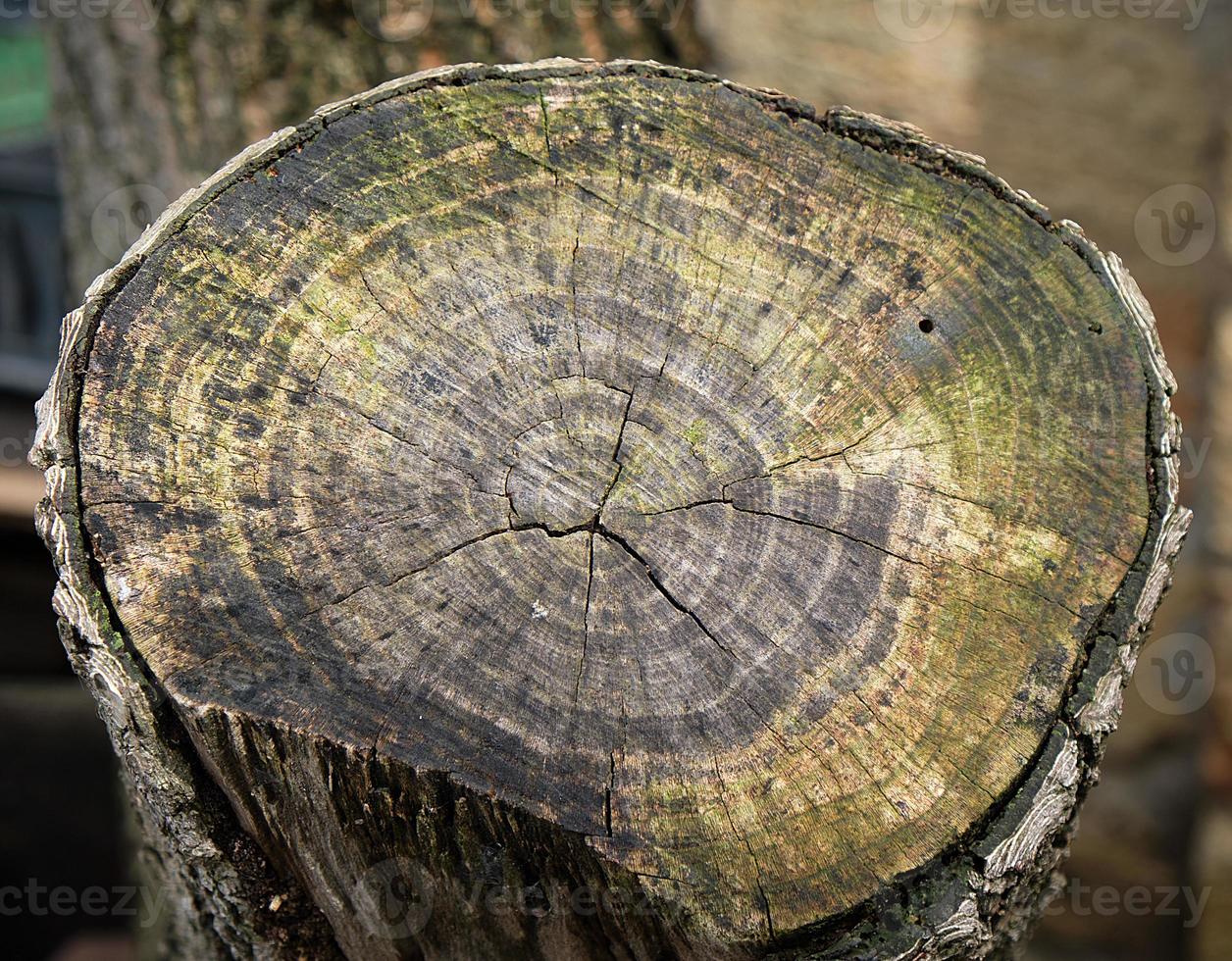 section of an old stump on the apricot tree photo