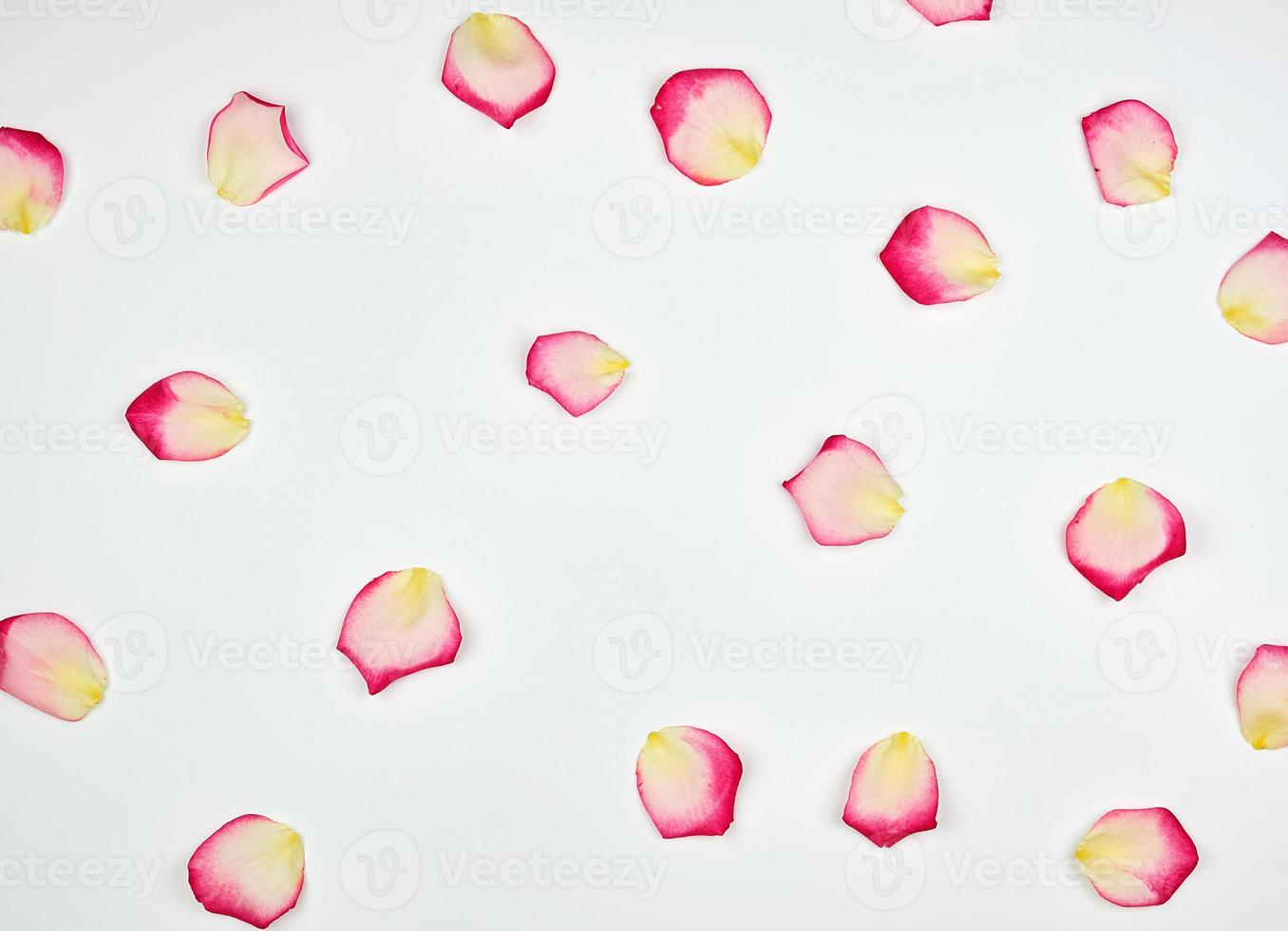 scattered chaotically pink petals on a white background photo
