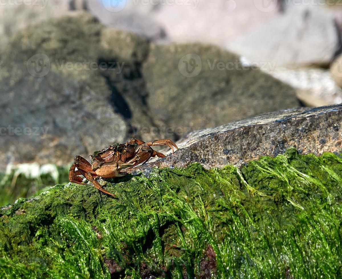 cangrejo de mar grande se sienta en una roca con algas verdes en un día de verano foto