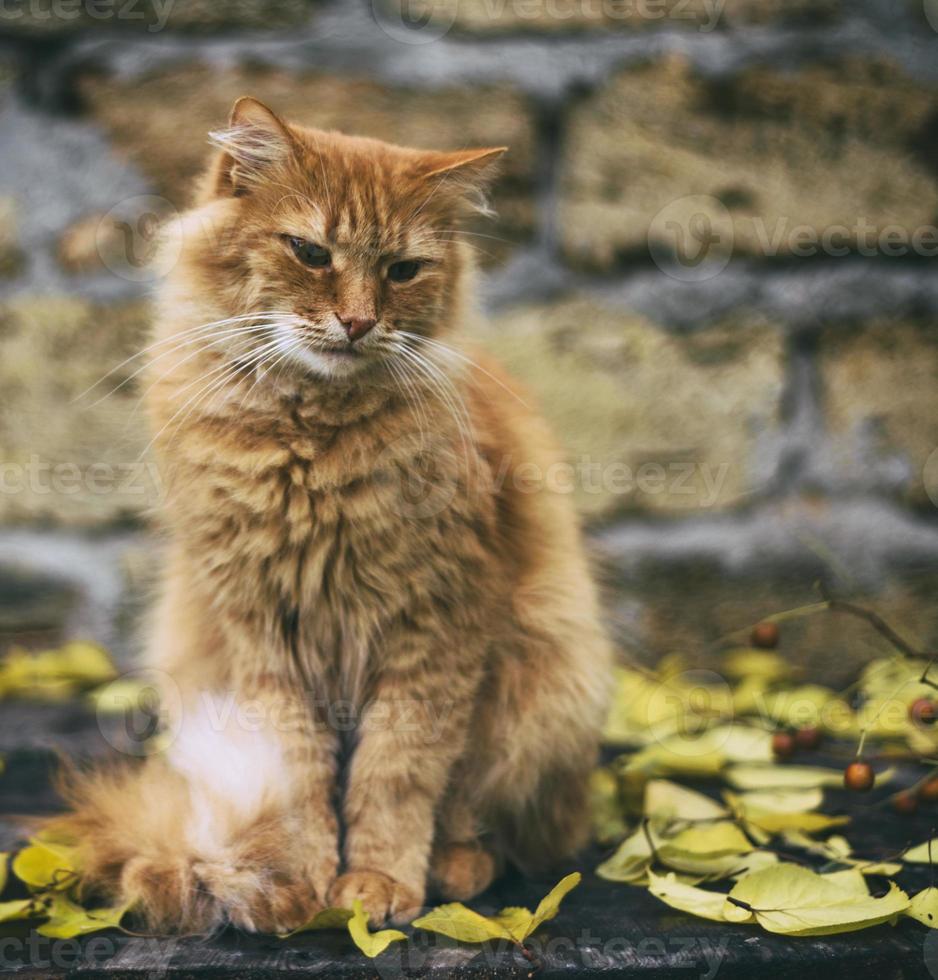 big adult sad red cat sitting photo