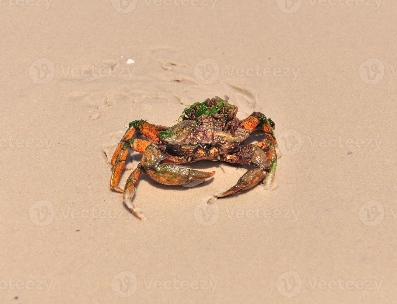 Sea crab on the seashore photo