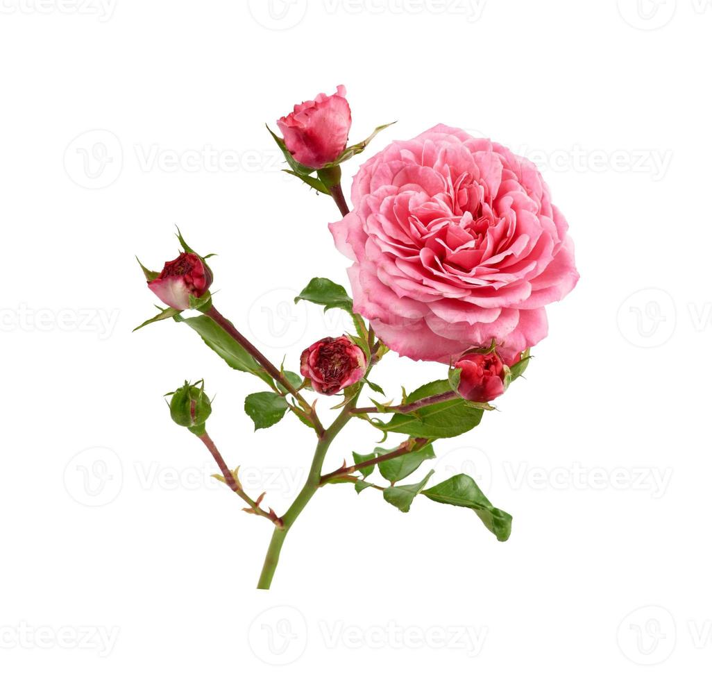 branch with green leaves and pink blooming rose buds isolated on white background, close up photo