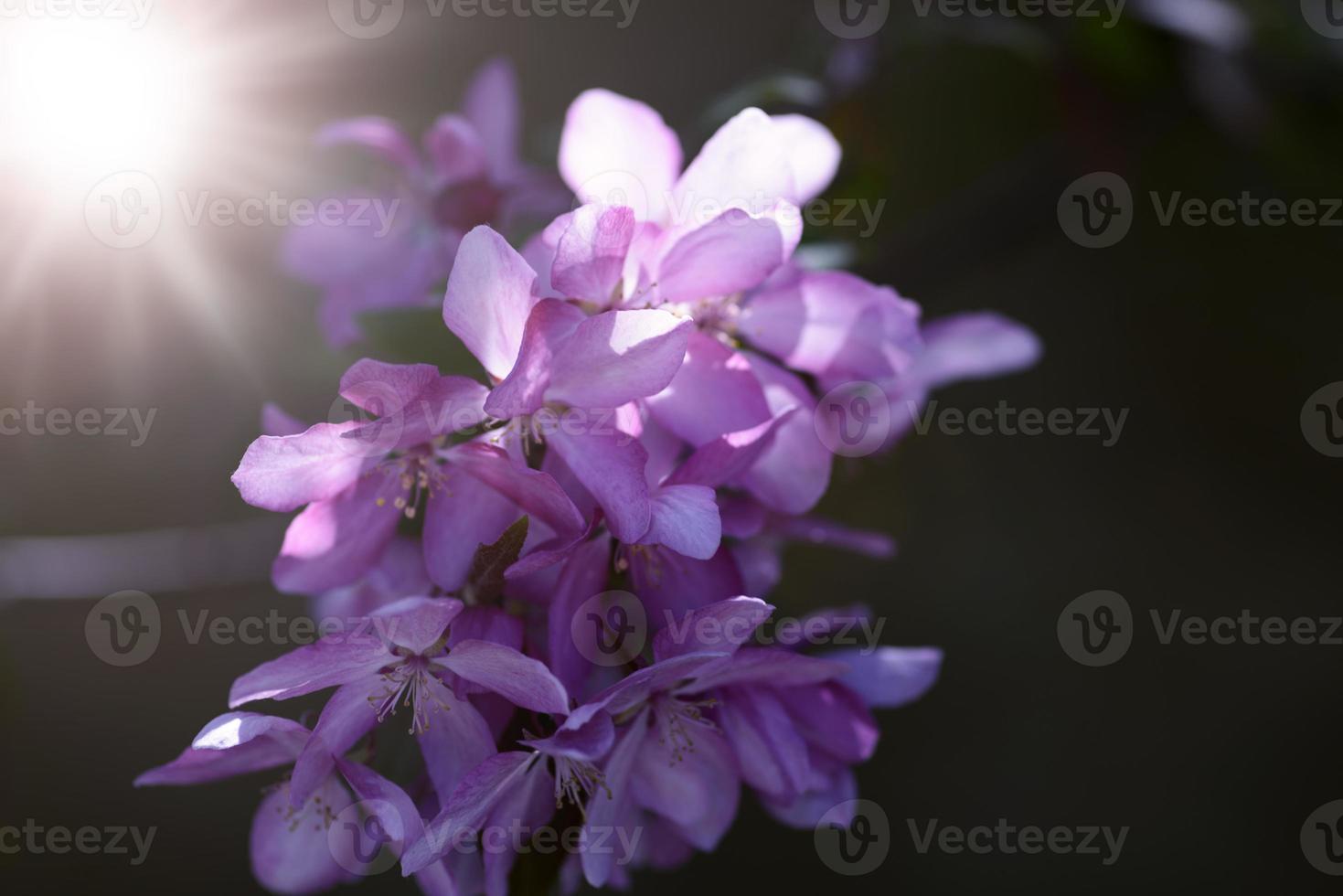 bud of blossoming red cherry photo