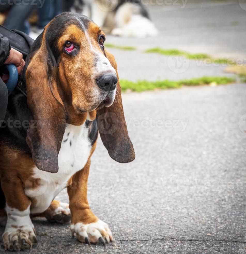 brown Basset Hound sits on the asphalt photo