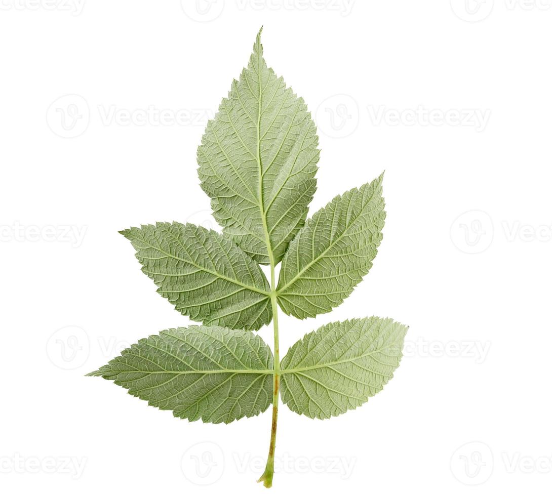 reverse structural side of a green raspberry leaf photo