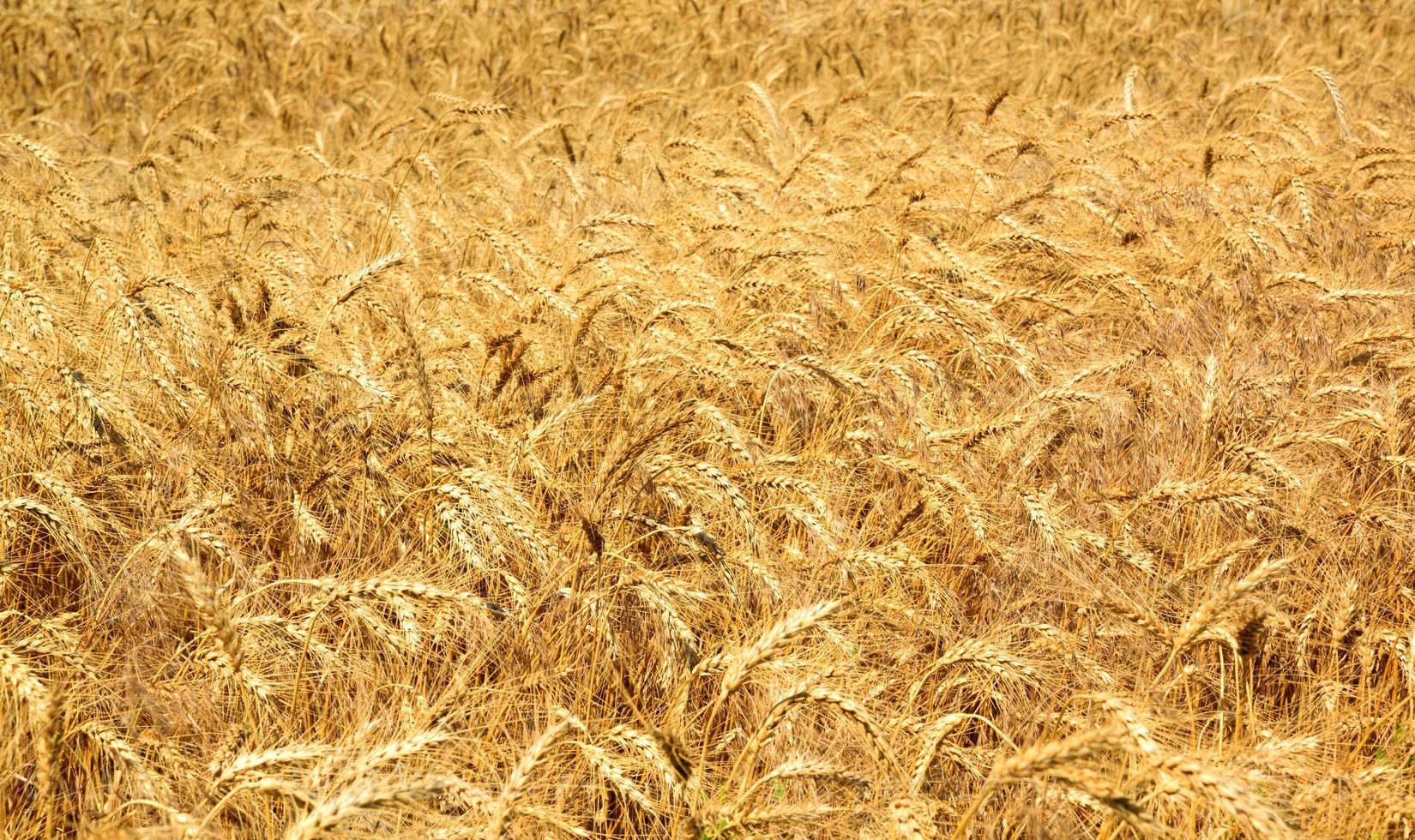 Field with ripe yellow wheat photo