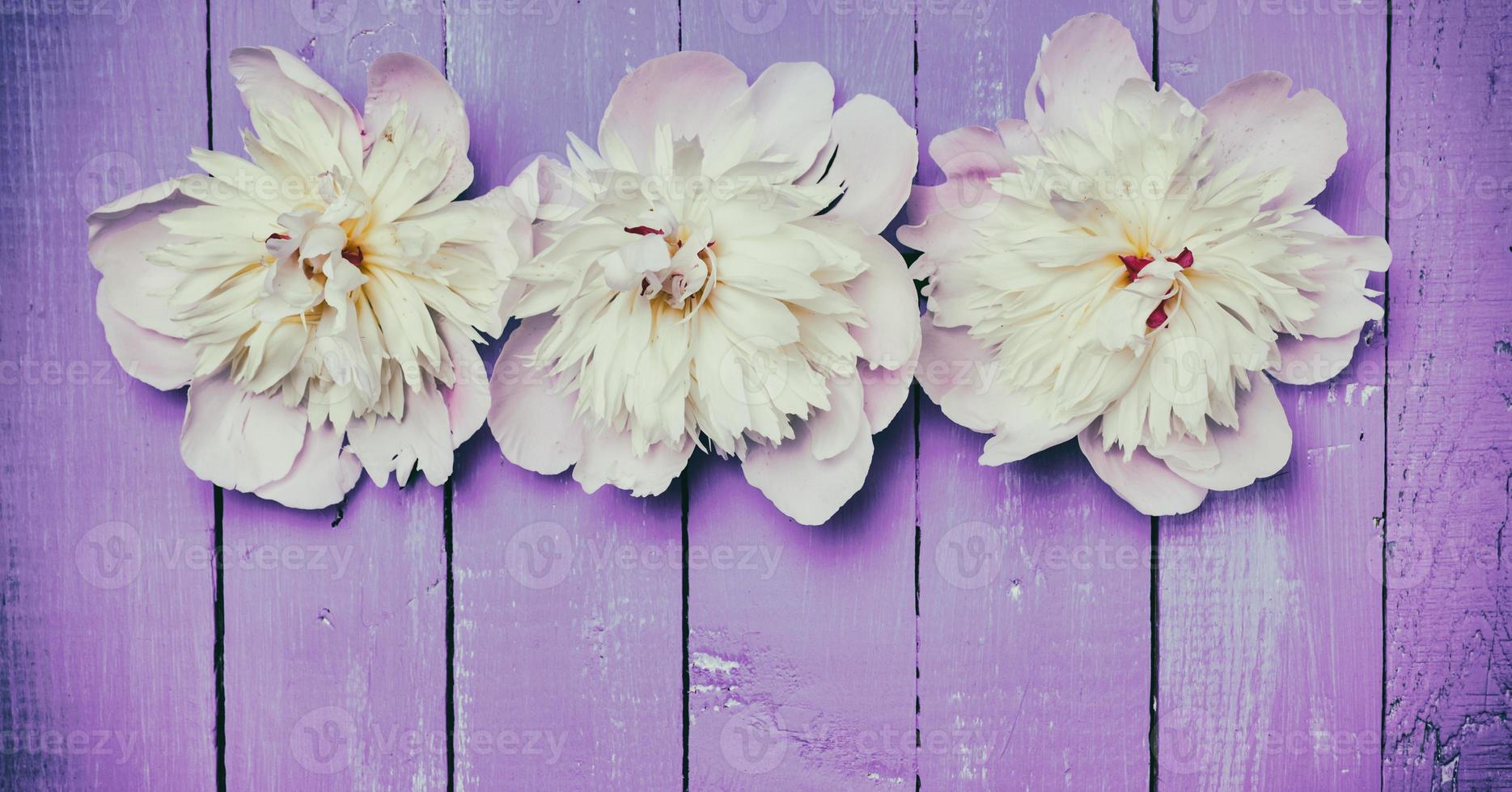 tres capullos de flores de una peonía blanca foto