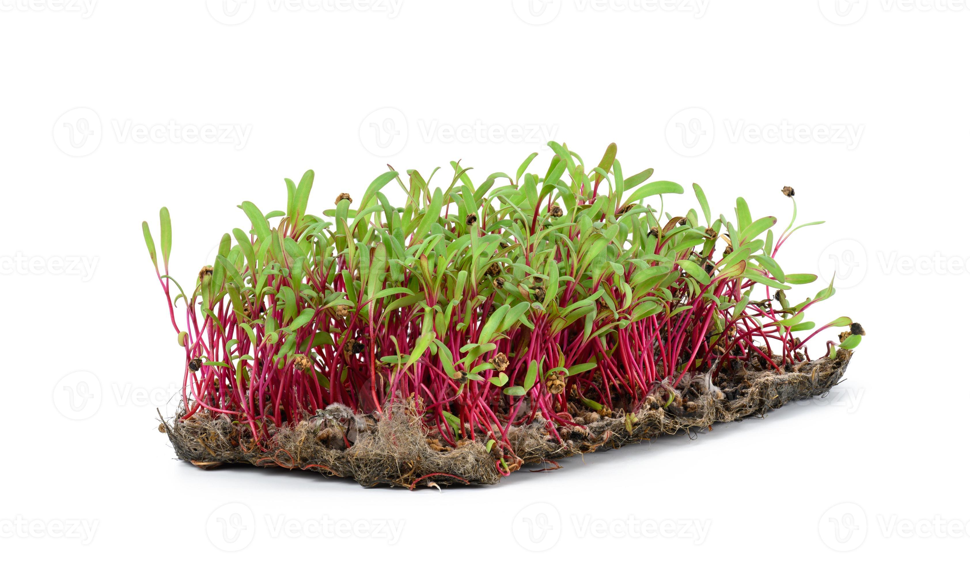 fresh beet sprouts isolated on white background. Microgreen for salad