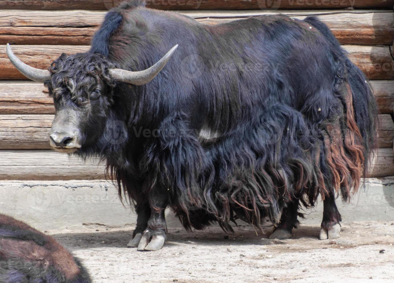 big yak summer day photo