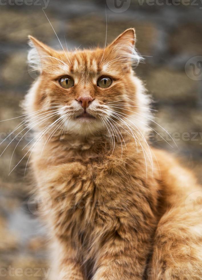 retrato de un gran gato rojo foto