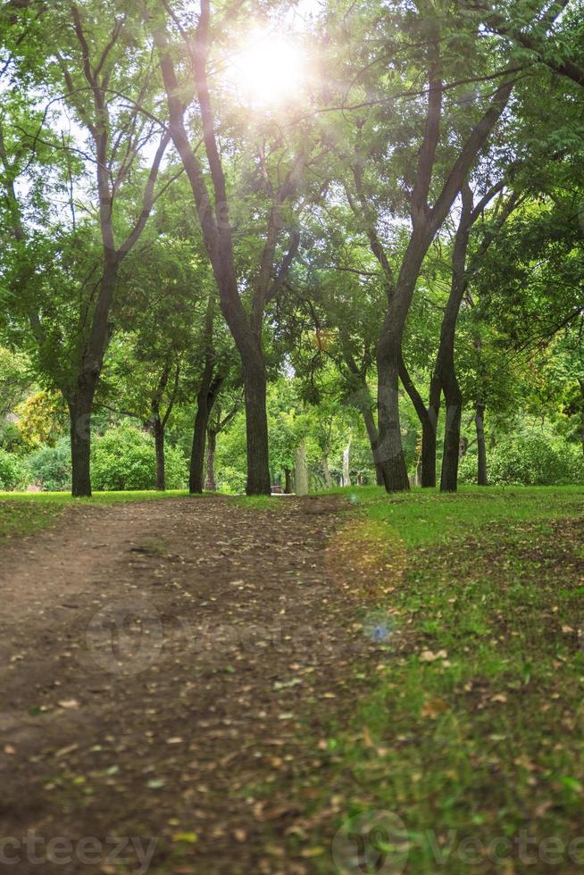 view in the city park of Kherson Ukraine on green trees photo