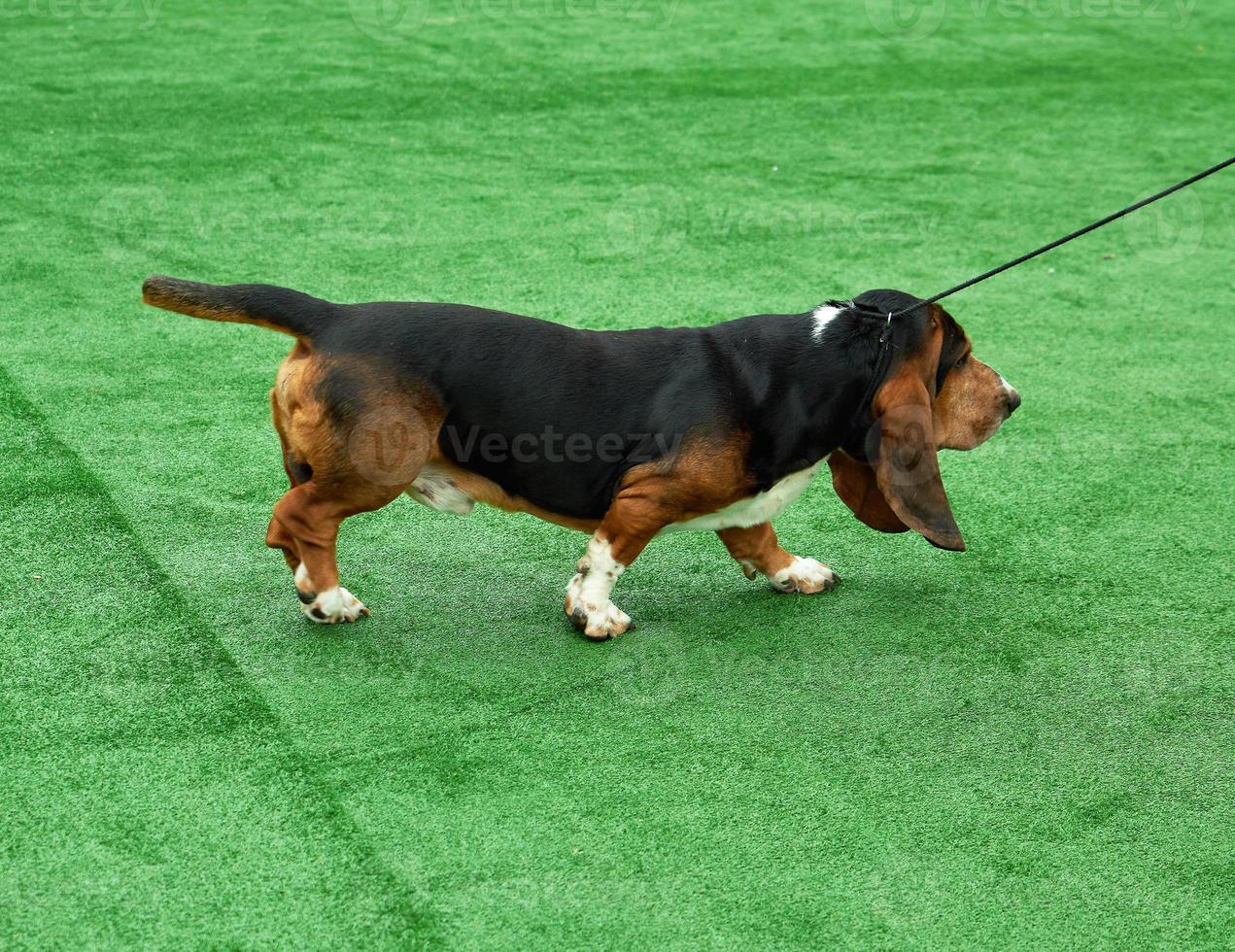 Running adult brown dog  Basset Hound photo