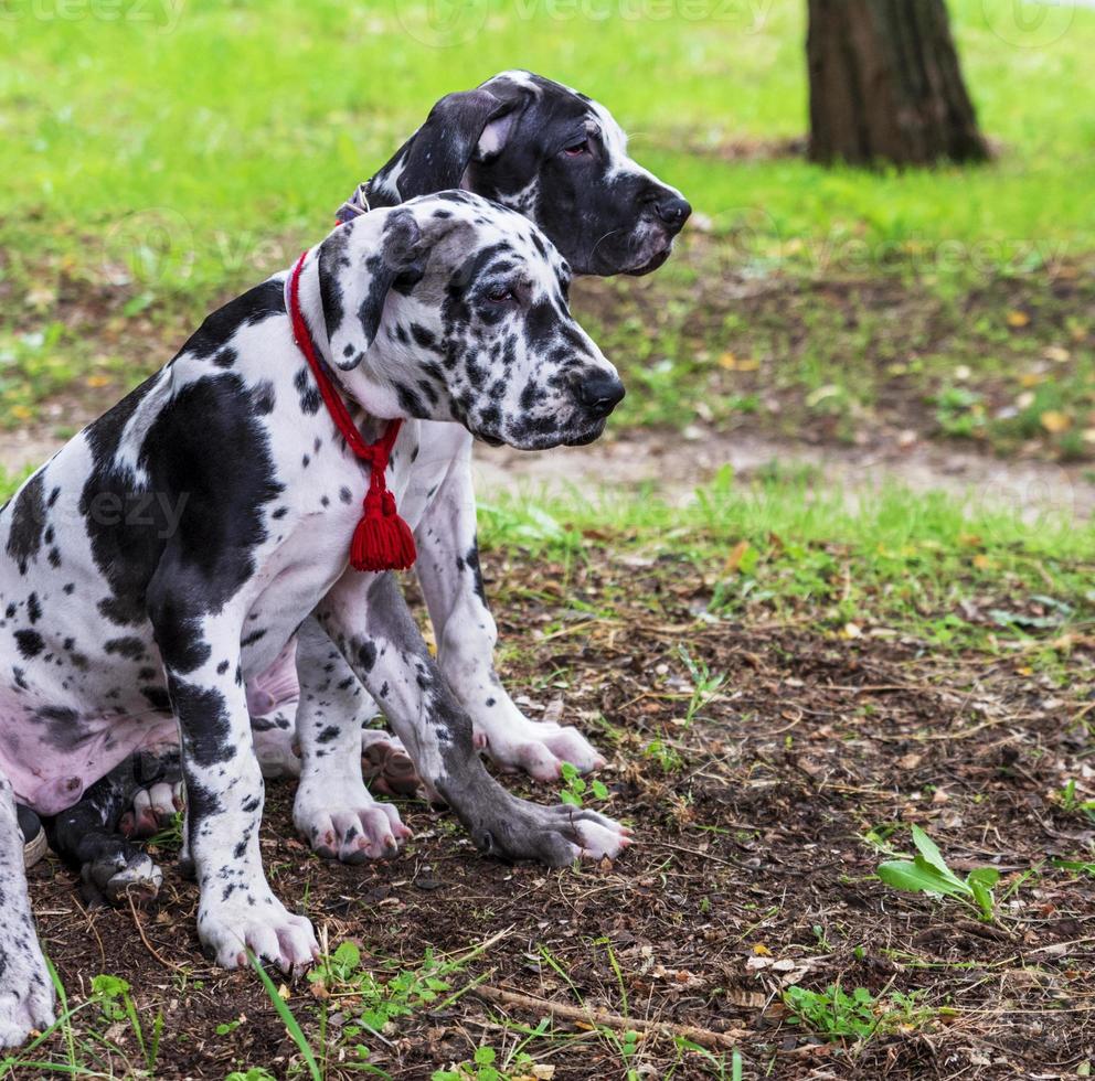 Cachorros de perro alemán de mármol blanco sentado en la hierba verde foto