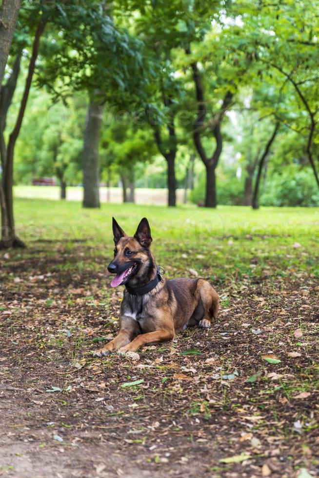 Belgian Shepherd Malinois sitting on the green grass photo